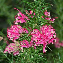 Grevillea con hojas de romero 'Jenkinsii'